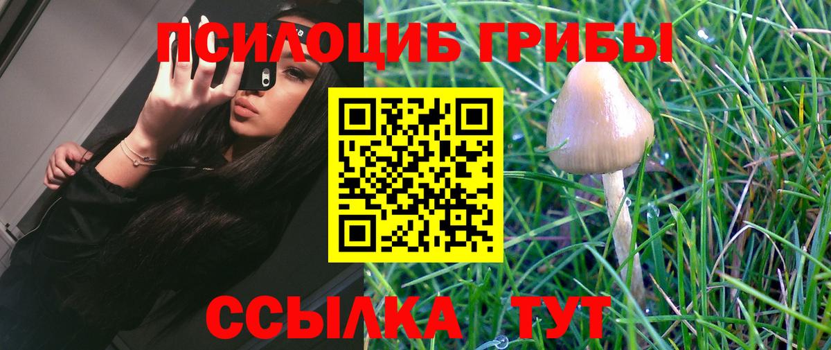Галлюциногенные грибы Cubensis Кыштым